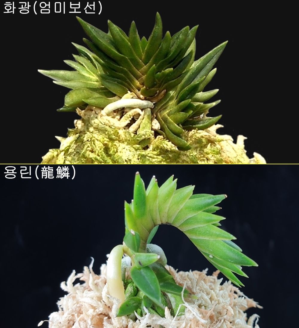 Two images of two types of mutations of the Tensen. The first one shows an upright growth with very short irregular leaves. The second one shows the side profile of a Tensen's stem curving backwards.