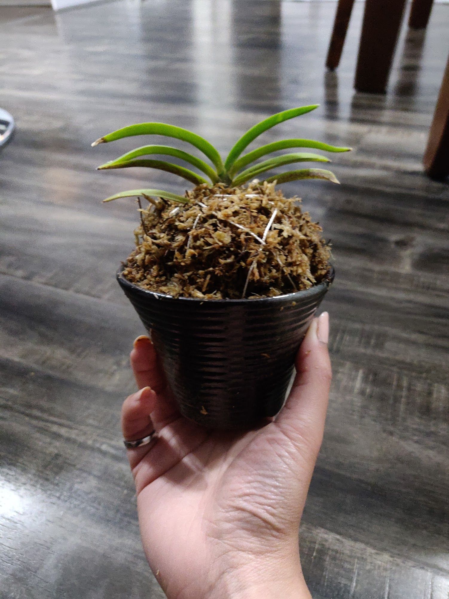 A hand holding a small dark fluted pot containing an orchid with a fan-like structure wrapped in sphagnum moss.