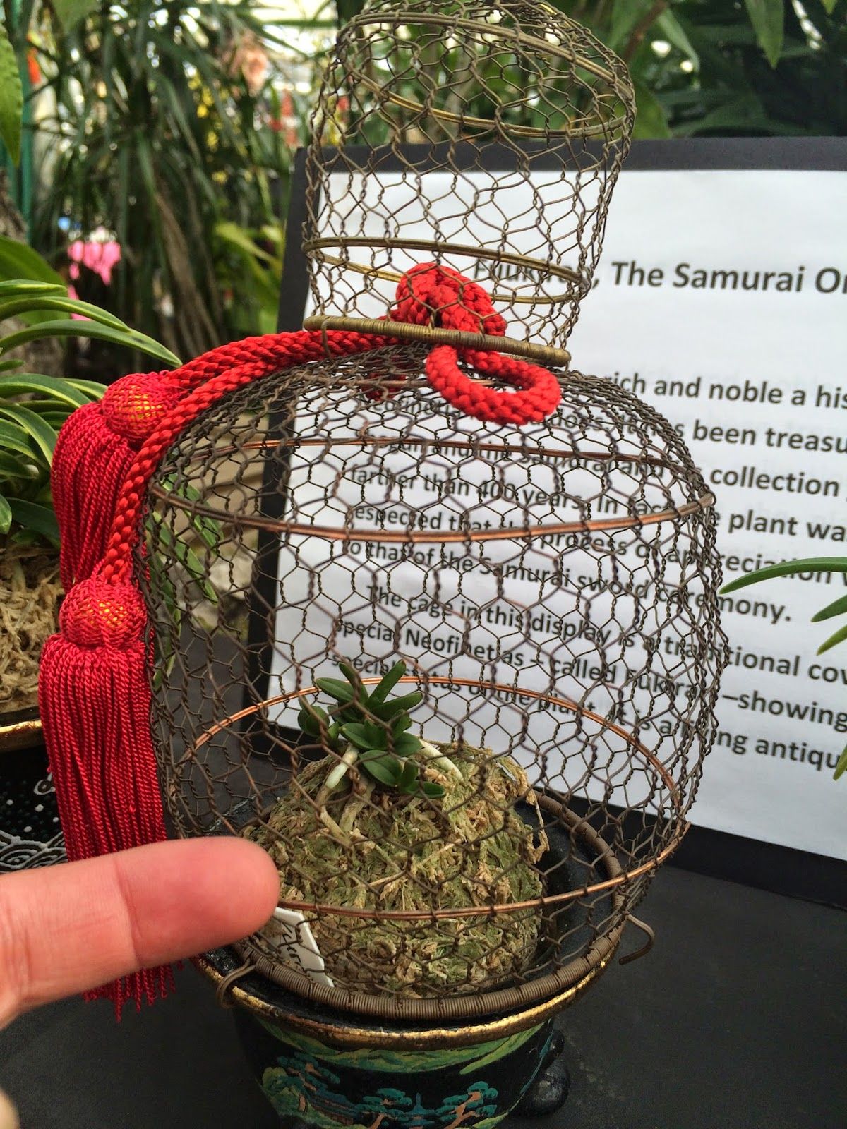 A photo of a caged fūkiran by Shirley at Salisbury Greenhouse for the Worlds of Orchids event. September 2014. http://shirley-agardenerslife.blogspot.com/2014/09/worlds-of-orchids.html