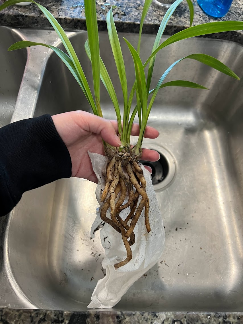 The roots of the Cymbidium orchid above a kitchen sink. They are plump and light brown.