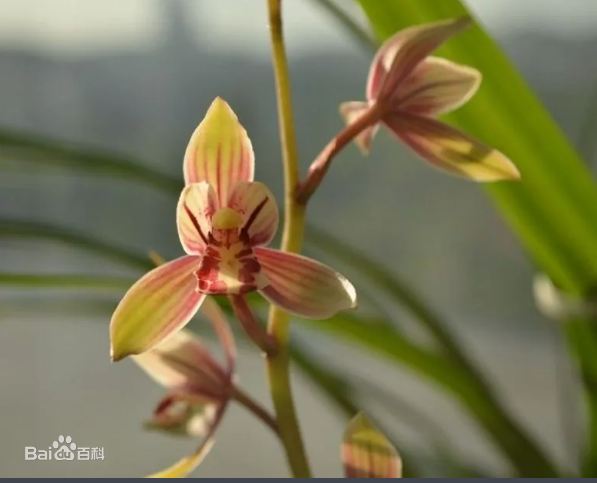 The flowers have three main petals arranged in a triangle. Its base color is light green with pink stripes that start strong near the center and fade towards the tip of the petal.