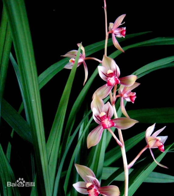 A display of stunning pink flowers along side the dark, thin, and green foliage