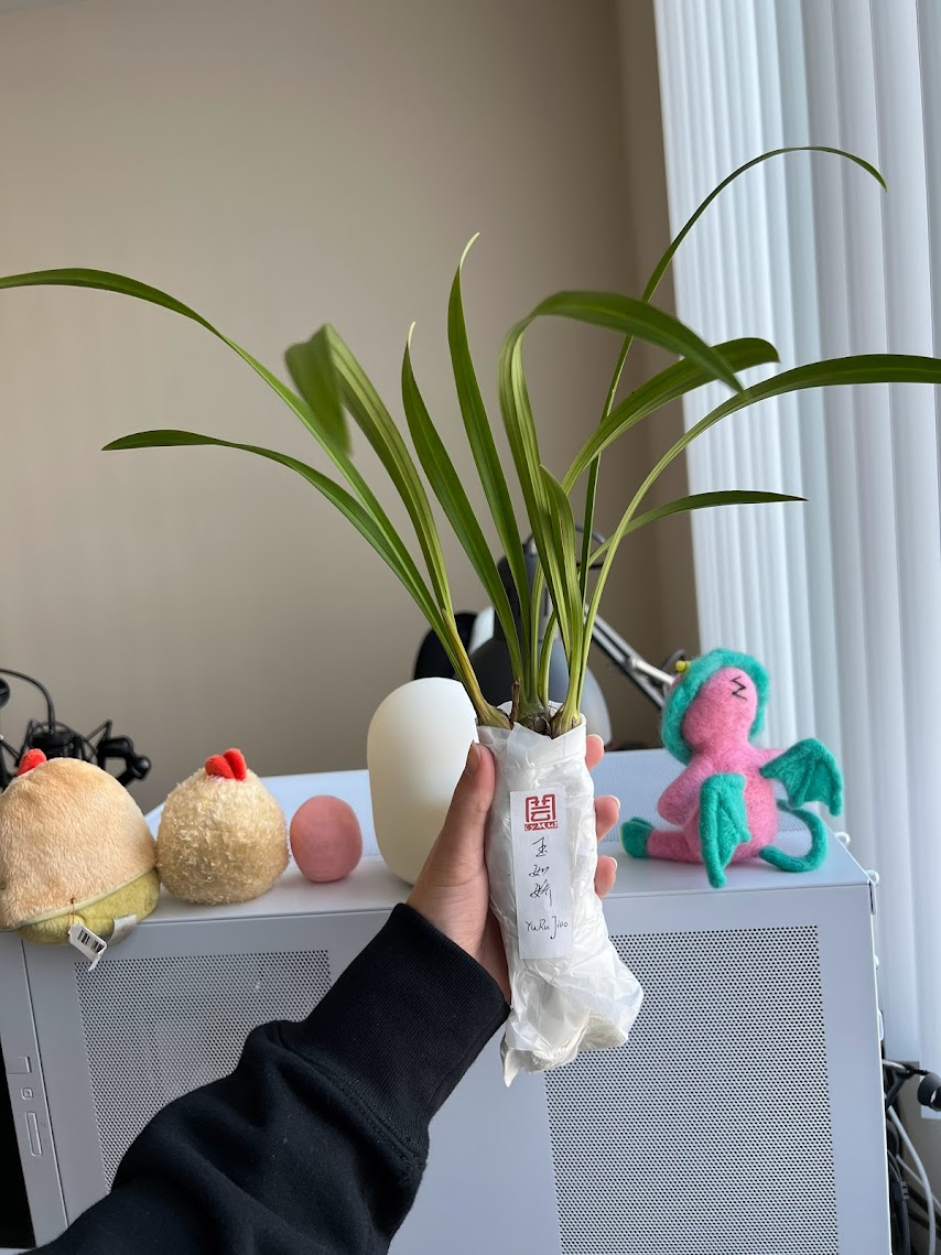 The Cymbidium held in the sunlight next to a window. The roots are covered in paper towel and wrapped with clear tape and a handwritten label that says "YuRuJiao"