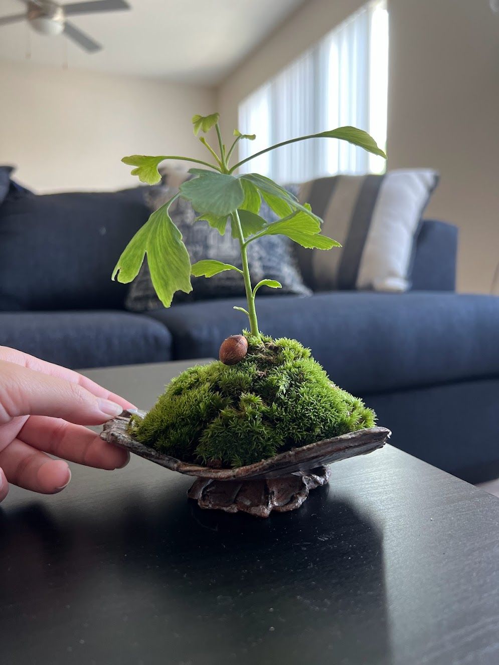 How to Germinate Ginkgo Seeds: Easy Steps for Successful Growth